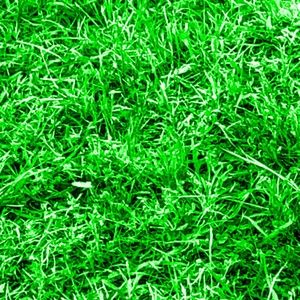 Meet your Posher, Shauna